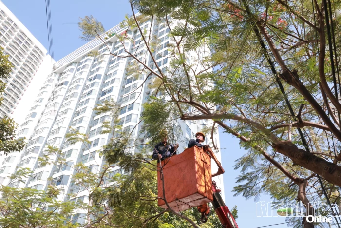 Phường Nha Trang cắt tỉa cây xanh để đảm bảo an toàn trước mùa mưa bão