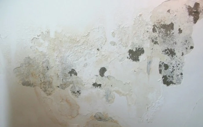 Tác hại của đồ vật và chỗ ẩm mốc tại nơi làm việc tới sức khỏe và hiệu suất công việc của bạn