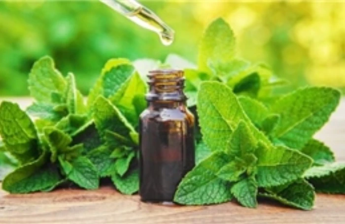 Chuyên gia lưu ý về cảm giác 'mát ảo' khi dùng các sản phẩm chứa tinh dầu bạc hà