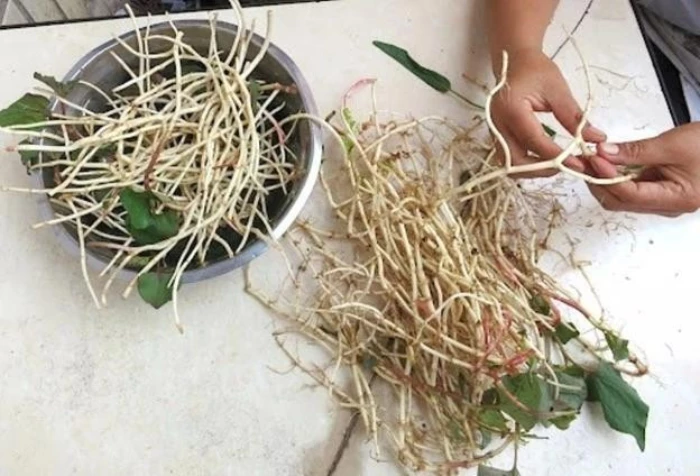 Lợi ích sức khoẻ của rễ cây diếp cá