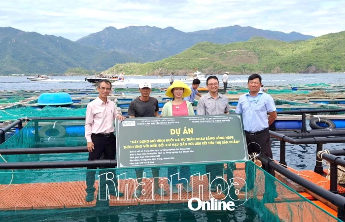 Hỗ trợ giống cá mú trân châu cho các hộ dân tại vùng nuôi đảo Trí Nguyên