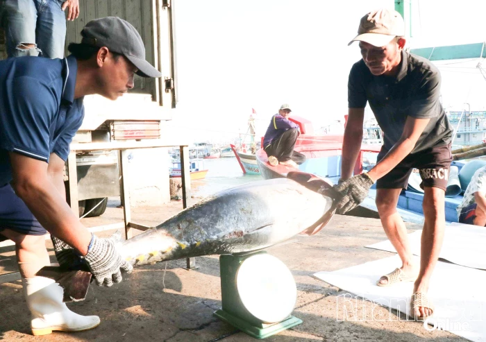 Nhiều sản phẩm hải sản của Việt Nam đứng trước nguy cơ mất thị trường Mỹ