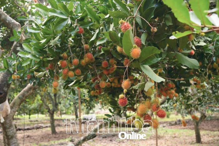 Từ ngày 29-8 đến 31-8: Xã Lâm Sơn tổ chức lễ hội trái cây lần thứ I năm 2025