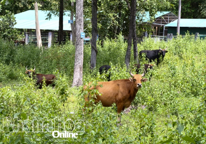 Đàn bò tót lai nuôi tại Vườn quốc gia Núi chúa - Phước Bình hoàn toàn khỏe mạnh