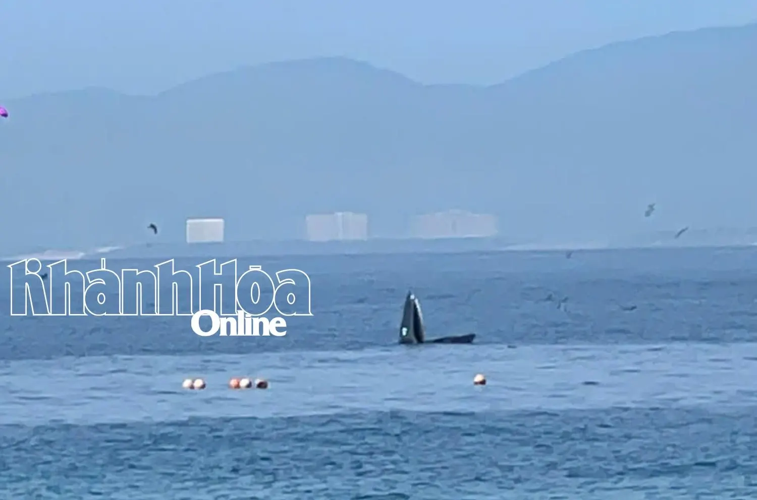 Cá voi lại xuất hiện ở vùng biển Hòn Mun