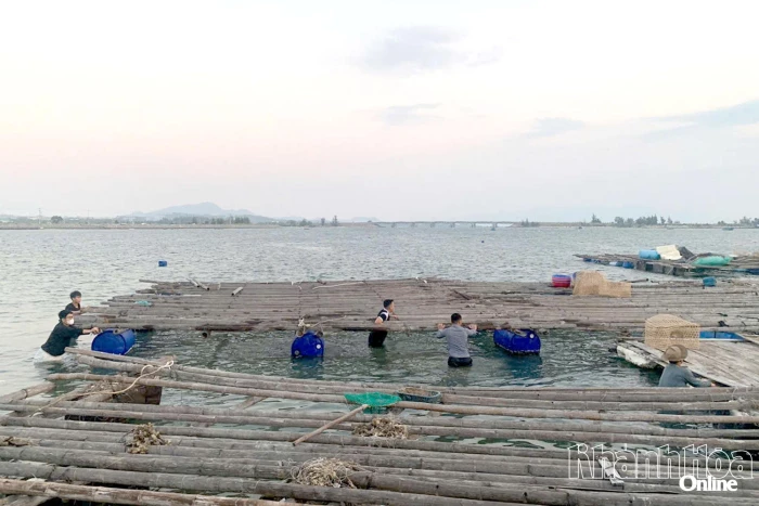 Phường Bắc Cam Ranh: Nỗ lực chấm dứt nuôi trồng thủy sản trái phép ở khu vực cầu Long Hồ