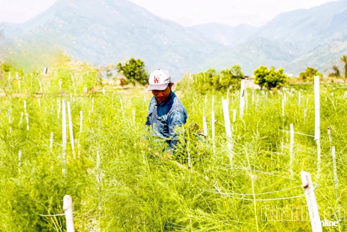Hiệu quả từ nguồn vốn Quỹ Hỗ trợ nông dân