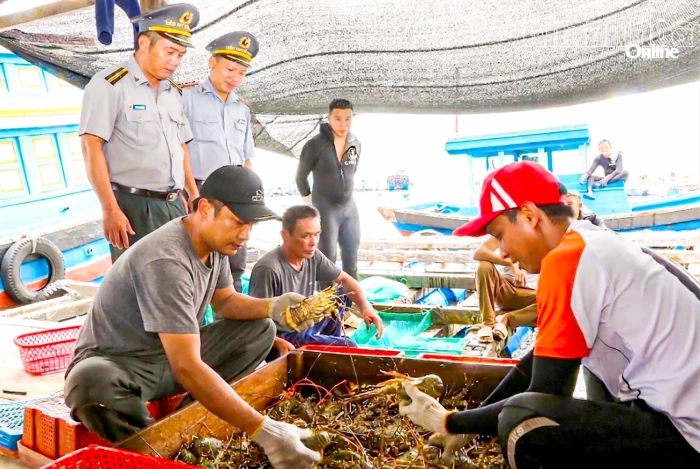 Tìm giải pháp bền vững cho ngành hàng tôm hùm