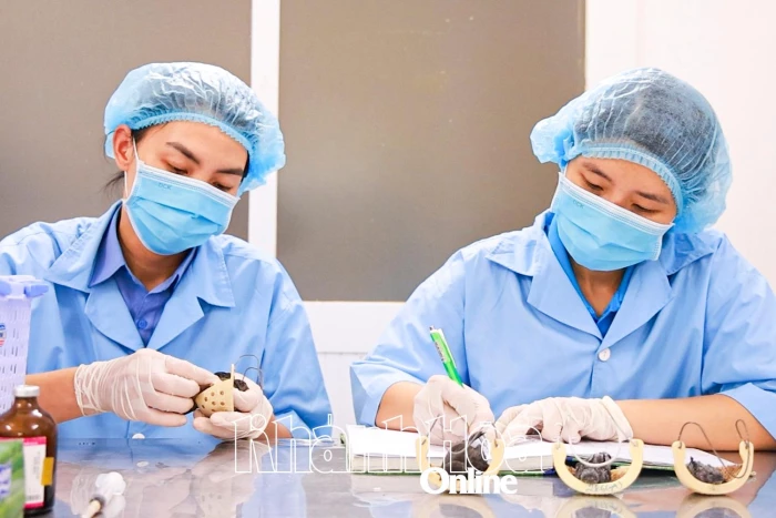 Quyết liệt bảo vệ quần thể chim yến - Kỳ cuối: Hướng đến sự phát triển bền vững