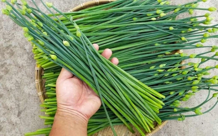 Lợi ích bất ngờ khi ăn bông hẹ vào mùa thu