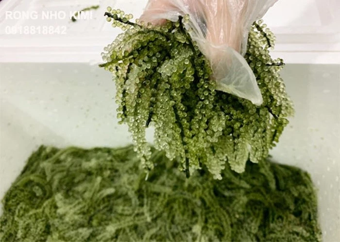 Rong nho là thực phẩm chứa nhiều dưỡng chất tốt cho sức khỏe