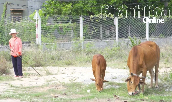 Phường Bắc Cam Ranh: Tổng dư nợ tại Ngân hàng Chính sách xã hội đạt hơn 157 tỷ đồng