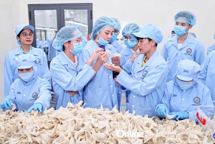 Nâng tầm thương hiệu Yến sào Khánh Hòa