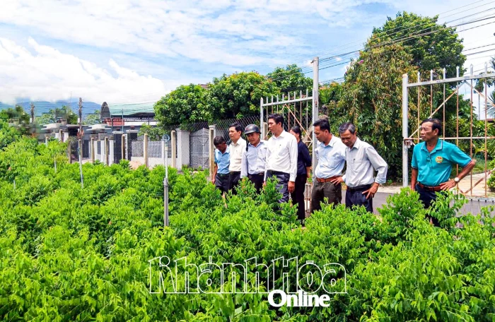 Xã Diên Thọ: Sôi nổi phong trào nông dân sản xuất, kinh doanh giỏi