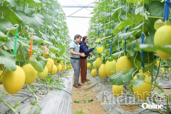 Sản xuất nông sản hữu cơ và tuần hoàn