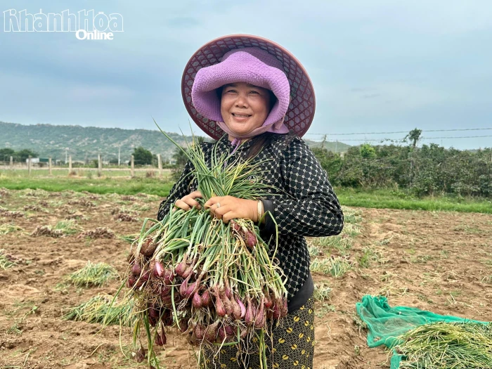 Nông dân Vĩnh Hải được mùa hành tím