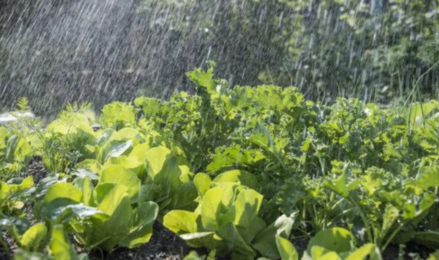 Những sai lầm khi chăm cây mùa mưa