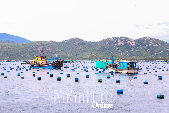Cần tuân thủ các quy định về nuôi trồng thủy sản trên vịnh Cam Ranh
