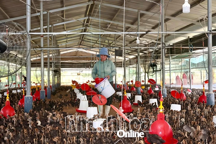 Xử lý nhanh các ổ dịch cúm gia cầm