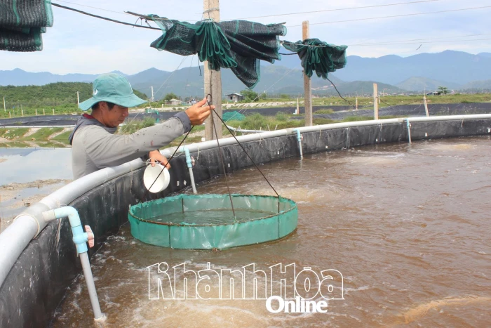 Tiến tới Đại hội Thi đua yêu nước tỉnh Khánh Hòa lần thứ I, giai đoạn 2025 - 2030: Xã Vạn Hưng: Nhân rộng các mô hình sản xuất, kinh doanh giỏi