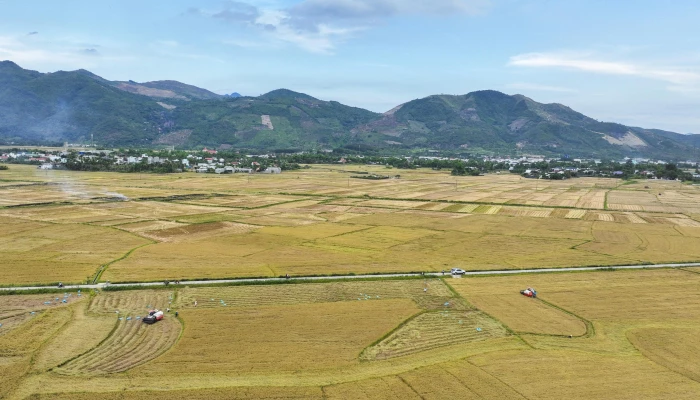 Bảo vệ cây trồng trước nguy cơ ảnh hưởng của bão số 12