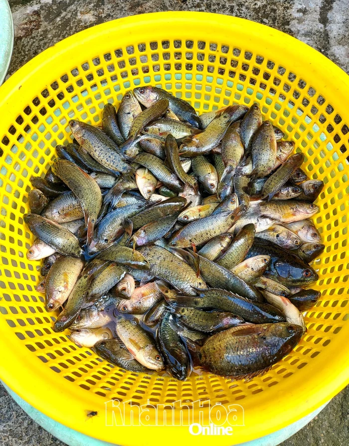 Mùa lụt quê mình