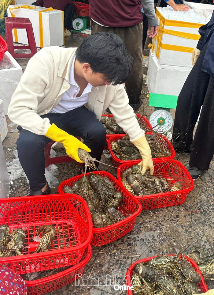 Cảng Đá Bạc tiếp nhận nhiều tôm hùm bị chết do mưa lũ