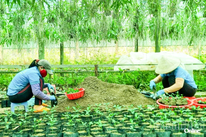 Mô hình trồng cây dược liệu: Kinh tế xanh giàu tiềm năng