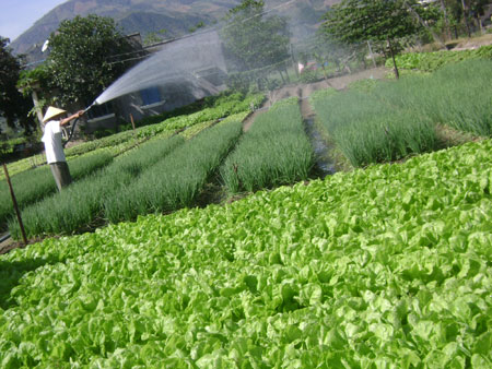 Sẽ xếp hạng các địa phương về thực hiện an toàn vệ sinh thực phẩm