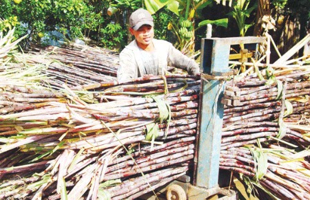 Ổn định sản xuất mía đường
