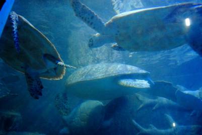 Thế giới rùa biển, đồi mồi