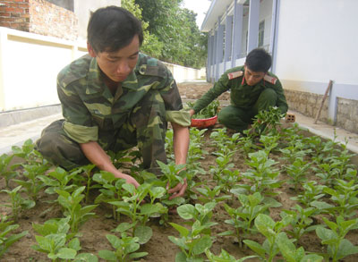  Cán bộ, chiến sĩ Ban Chỉ huy Quân sự huyện Khánh Vĩnh chăm sóc rau xanh.