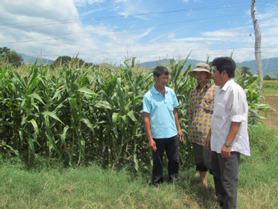  Ông Đinh Văn Cư (phải) thường dành thời gian vận động, hướng dẫn nông dân kỹ thuật sản xuất. (2479)