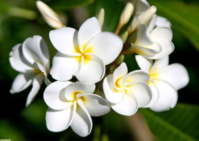 cây hoa đại đều có thể dùng làm thuốc như vỏ thân, vỏ rễ, hoa, nụ hoa, lá tươi và nhựa cây, nhưng sử dụng nhiều nhất là hoa...