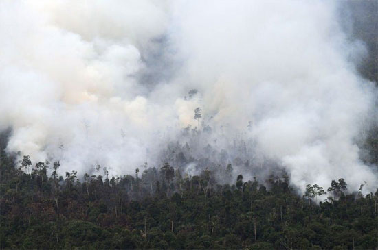 Một đám cháy rừng trên đảo Sumatra của Indonesia. 