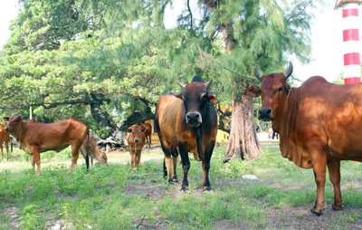   Đàn bò nơi đây được coi là “hàng độc”.