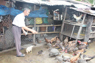 Mô hình chăn nuôi gà giúp gia đình ông Đáng ổn định cuộc sống
