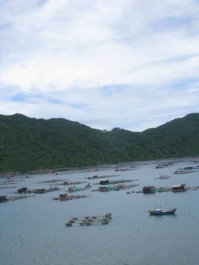 Toàn cảnh khu vực bãi Hương, Vũng Rô, nơi nuôi trồng tập trung của các ngư dân Vạn Ninh.