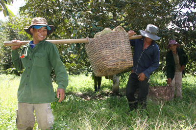 Người dân Khánh Sơn thu hoạch sầu riêng.