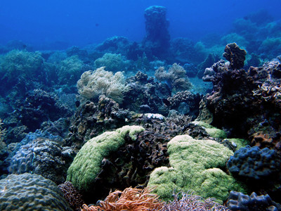 Dãi san hô với nhiều màu sắc sặc sở.
