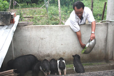 Mô hình nuôi heo đen đang được nhân rộng tại xã Ba Cụm Nam.