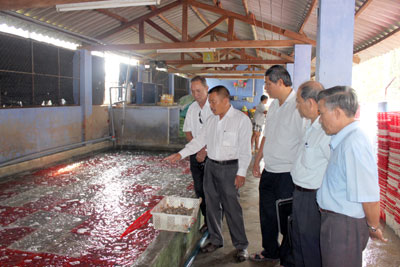 Các cựu chiến binh thăm cơ sở sản xuất ốc hương giống của hội viên Nguyễn Chí Thành  (phường Xương Huân, TP. Nha Trang).