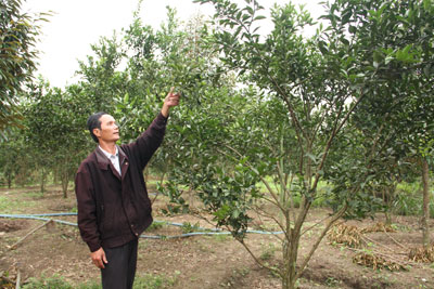 Cây quýt đường được người dân xã Sơn Bình đưa vào trồng thử nghiệm. 
