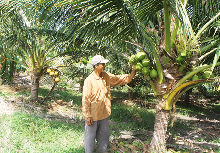 Vùng đất trũng ở thôn Đồng Cau nay đã được trồng dừa xiêm