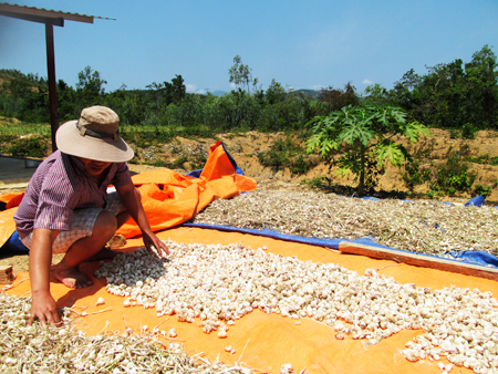  Nông dân huyện Vạn Ninh thu hoạch tỏi