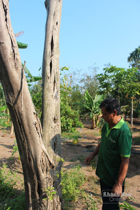Một cây Dó bầu còn sót lại trong vườn nhà ông Lê Thành Thủy