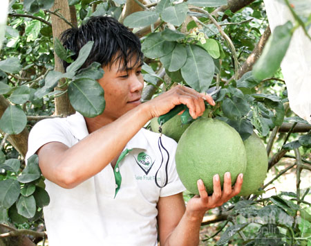 Công nhân chăm sóc và thu hoạch trái cây tại vườn Kim Kim Hoa