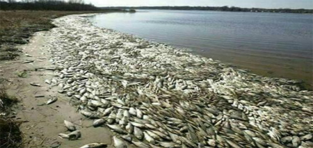 Hình ảnh chụp ở Mỹ tháng 4-2008 được nhiều đối tượng sử dụng, gán ghép cho thông tin hải sản chết bất thường ven biển miền Trung.