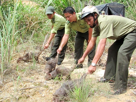 Lực lượng kiểm lâm thả động vật hoang dã về rừng. 