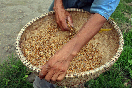 Nhiều giống lúa năng suất cao, chất lượng tốt được nông dân huyện Diên Khánh đưa vào sản xuất.